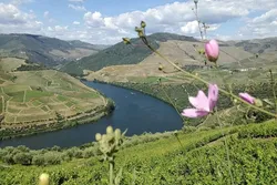 Ribeira de Pena, Vila Real